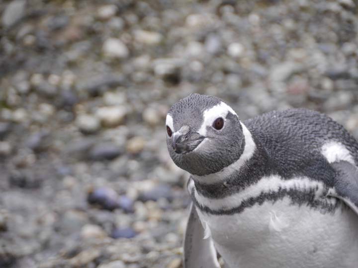 Humboldt Pinguin - Chile